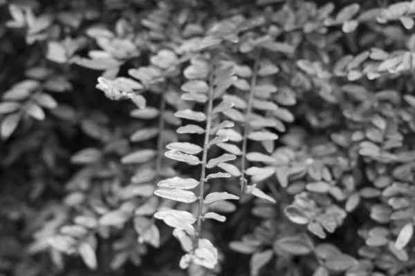 Ramos Arbusto Com Folhas Preto Branco — Fotografia de Stock