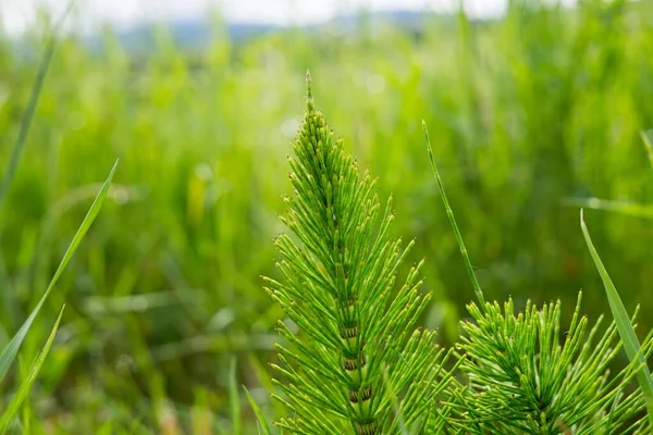 Zielone Liście Trawie Dzień Ujęcia — Zdjęcie stockowe