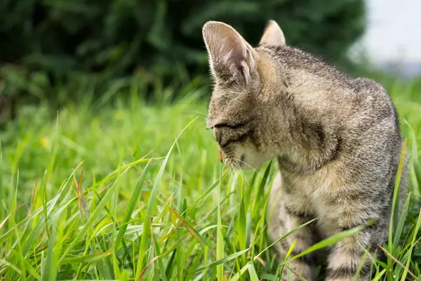 공원에 귀여운 고양이 — 스톡 사진