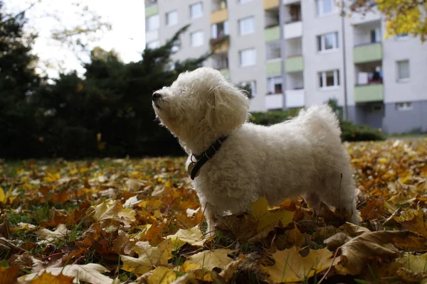 Bonito Cão Branco Livre Parque — Fotografia de Stock