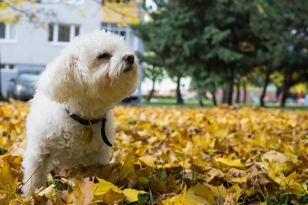 Carino Cane Bianco All Aperto Nel Parco — Foto Stock