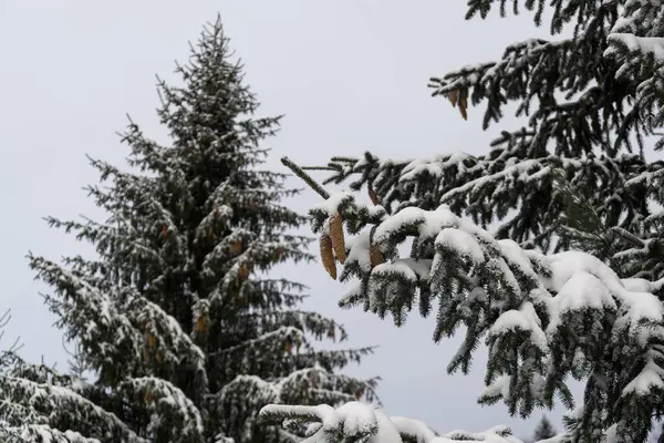 Winter Landscape Snow Covered Trees — Stock Photo, Image