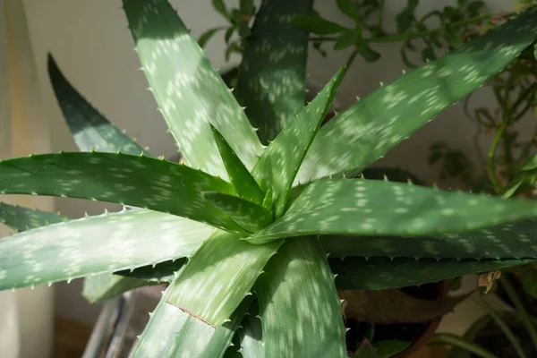 Aloe Vera Anläggning Hemma — Stockfoto