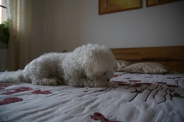 Close Tiro Escorregar Cão Branco — Fotografia de Stock