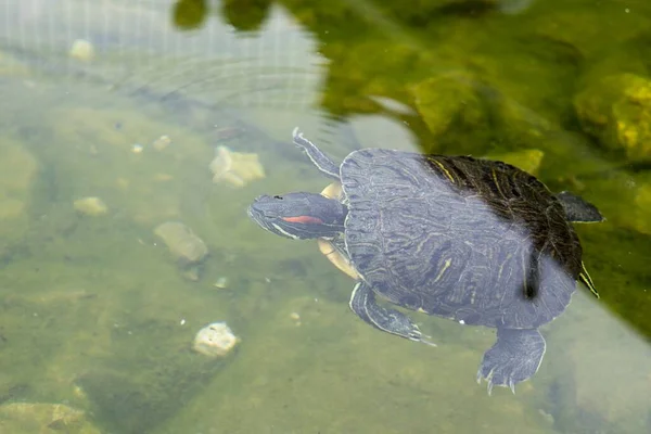 Schildpad Zwemmen Vijver Achtergrond — Stockfoto