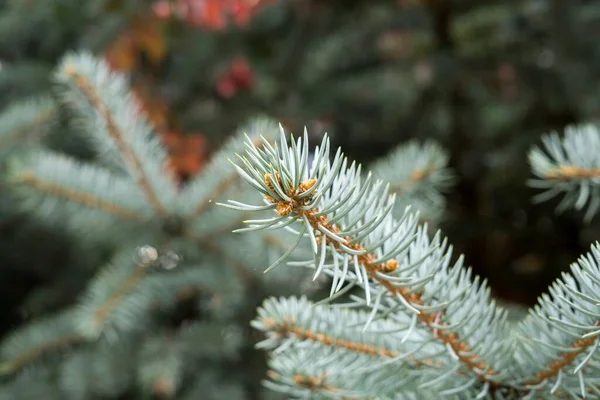 Green Fir Tree Background Close — Stock Photo, Image