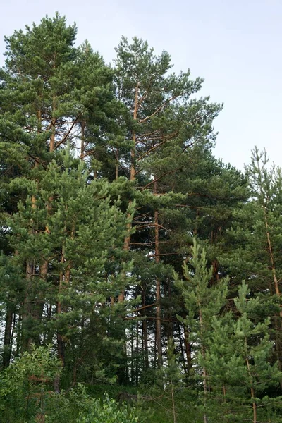 Landschaft Mit Bäumen Und Grünem Gras Wald — Stockfoto