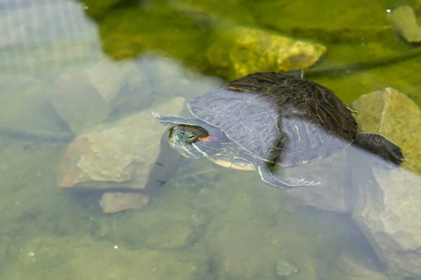 Черепаха Плаває Ставку Фоні — стокове фото