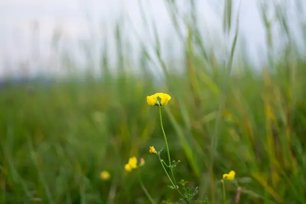 Krásné Květiny Zahradě Zblízka Záběr — Stock fotografie