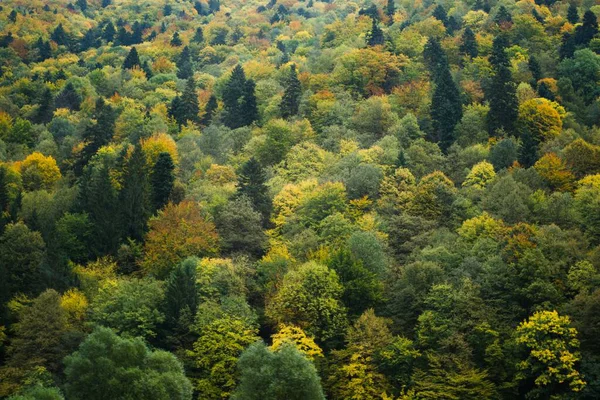 Prachtig Landschap Met Bomen Achtergrond — Stockfoto