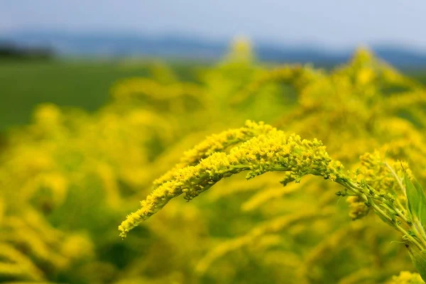 Schöne Gelbe Blumen Auf Natürlichem Hintergrund — Stockfoto