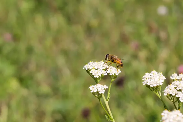 Schöne Blumen Und Käfer Garten Nahaufnahme — Stockfoto