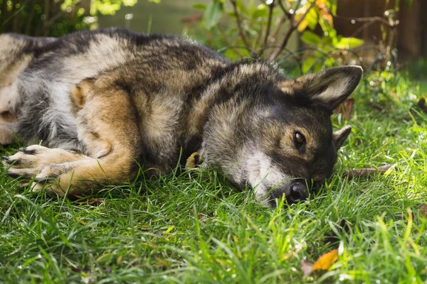  Yeşil çimenli köpek