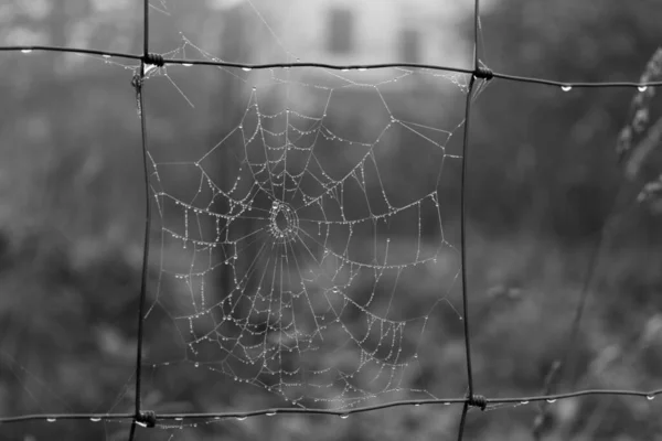 Pókháló Háttérben Közelről — Stock Fotó
