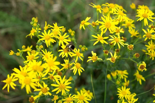 Beautiful Flowers Garden Close Shot — Stock Photo, Image