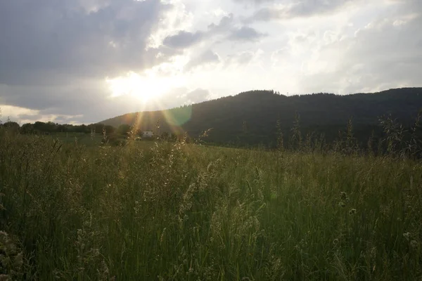 Schönes Gras Auf Der Wiese Slowakei — Stockfoto