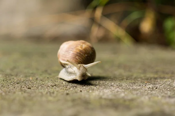 Snail Animal Background Slovakia — Stock Photo, Image