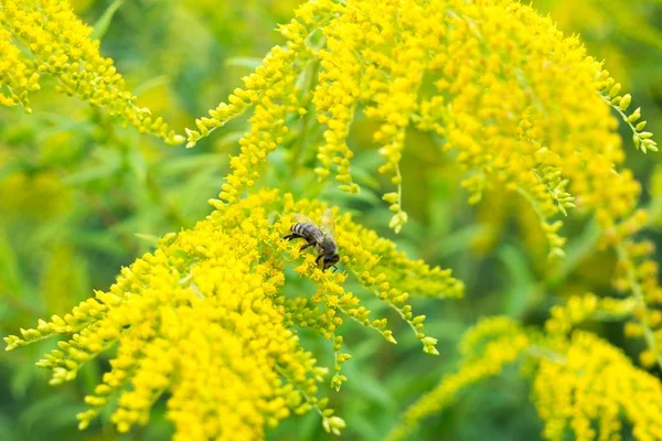 Bee Flowers Close Shot — Stock Photo, Image