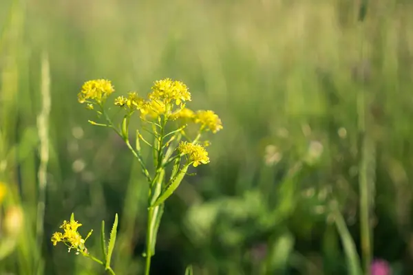 Beautiful Flowers Close Shot — Stock Photo, Image