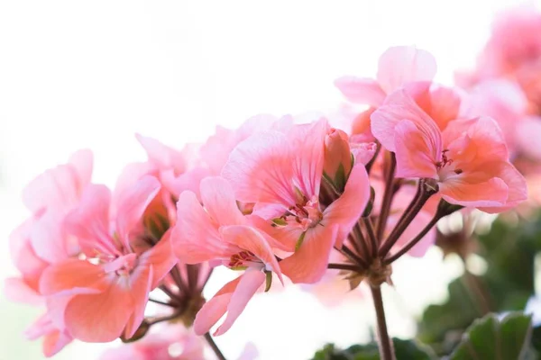Gyönyörű Virágok Szobában Otthon — Stock Fotó