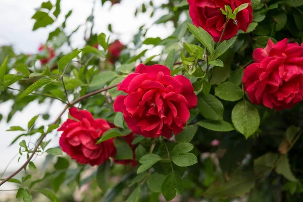 美丽的红玫瑰近照 — 图库照片