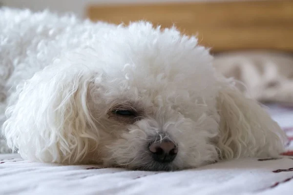 Close Shot Slipping White Dog — Stok fotoğraf