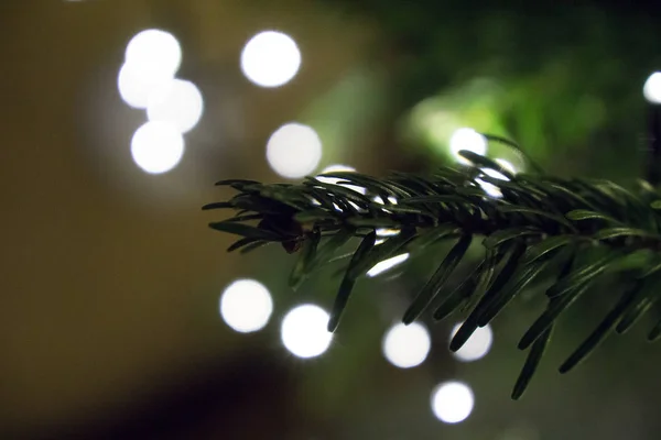 Nahaufnahme Von Weihnachtsschmuck Tannenbaum — Stockfoto