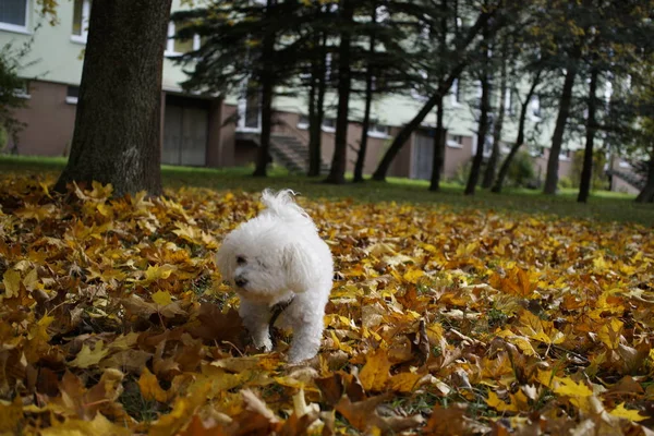 Aranyos Fehér Kutya Szabadban Parkban — Stock Fotó