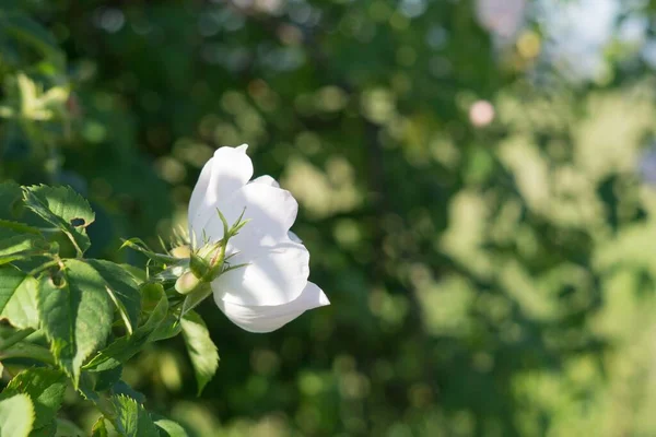 Kwitnący Kwiat Przyrodzie Tle Zbliżenie — Zdjęcie stockowe