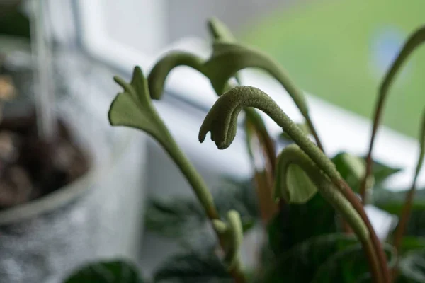 鉢植えの緑の茎を閉じて — ストック写真