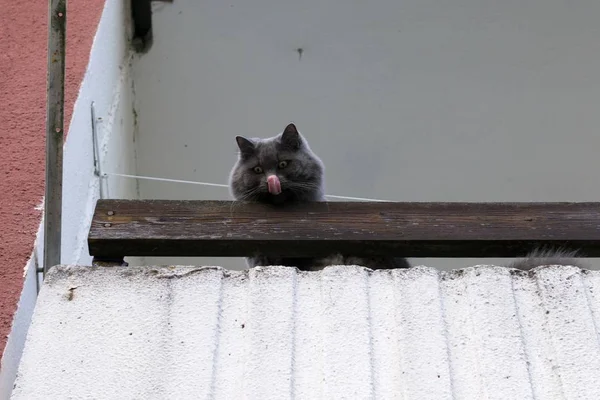 Vacker Stor Katt Ligger Gammal Balkong — Stockfoto