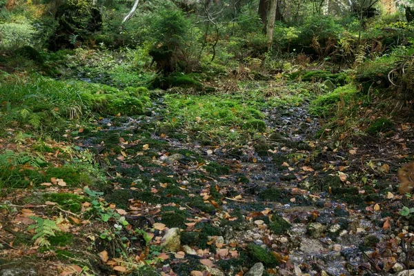 Vacker Landskap Med Träd Bakgrunden — Stockfoto