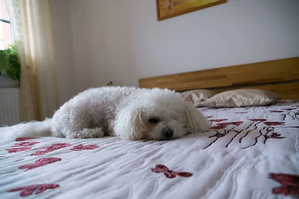 Close Shot Slipping White Dog — Stok fotoğraf