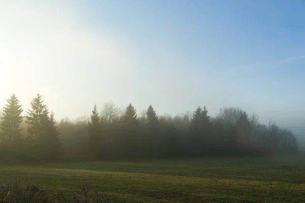 Arbres Sentiers Forêt Slovaquie — Photo