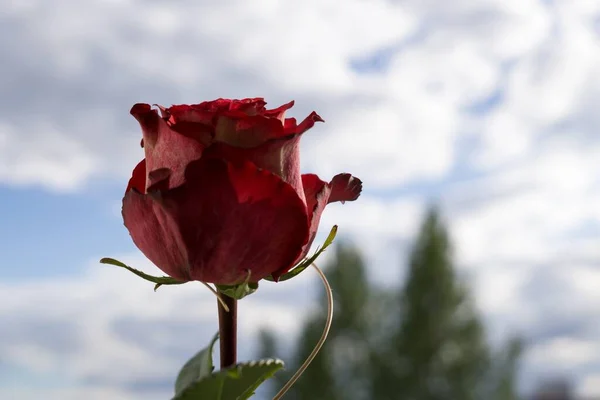 Färg Blommor Nära Upp Skott — Stockfoto