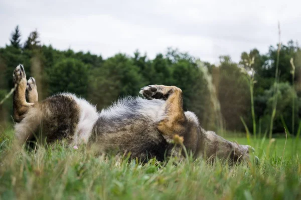 Sétáló Kutya Közelről — Stock Fotó