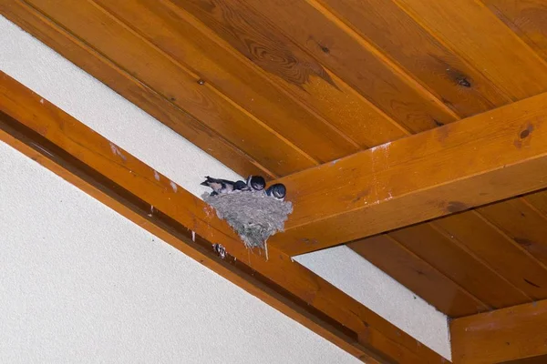Casa Madeira Ninho Com Pássaros — Fotografia de Stock