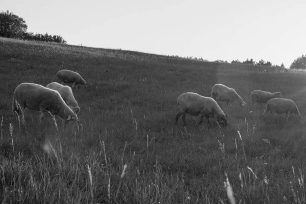 緑の牧草地で羊の放牧 — ストック写真