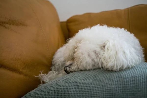 Beyaz Köpek Ateş Kapatmak — Stok fotoğraf