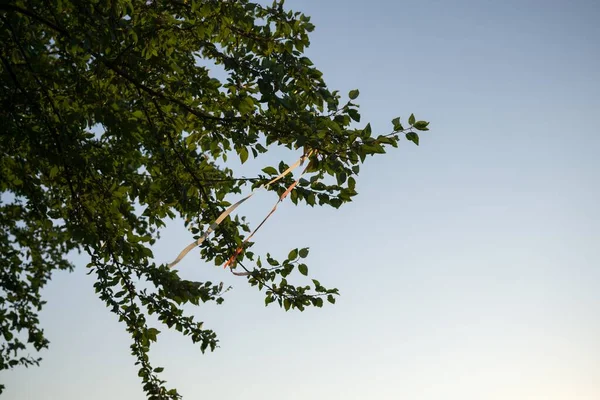 Folhas Verdes Céu Azul Tiro Dia Tempo — Fotografia de Stock