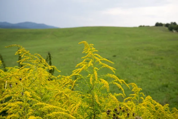 Schöne Gelbe Blumen Auf Natürlichem Hintergrund — Stockfoto