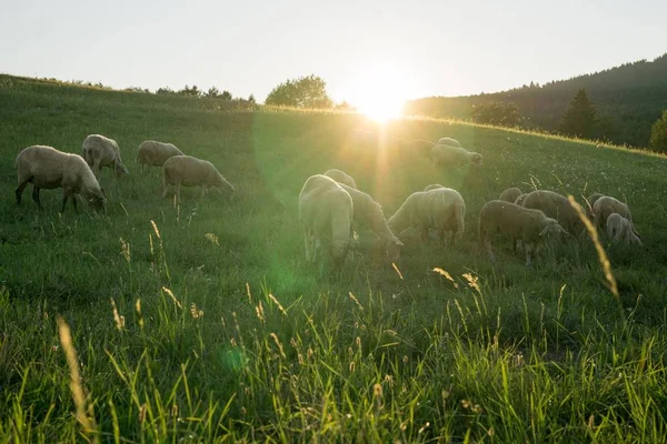 Вівці Пасуться Зеленому Лузі — стокове фото