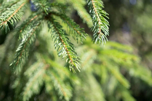 Groene Dennenboom Achtergrond Close — Stockfoto