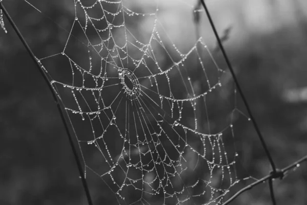 Tela Araña Fondo Cerca — Foto de Stock