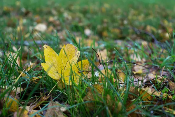 Herbstblatt Auf Dem Boden Slowakei — Stockfoto