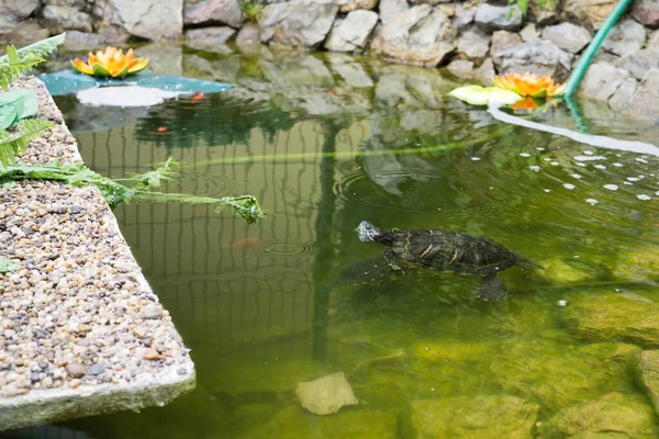 Маленька Черепаха Озеро Фоні — стокове фото