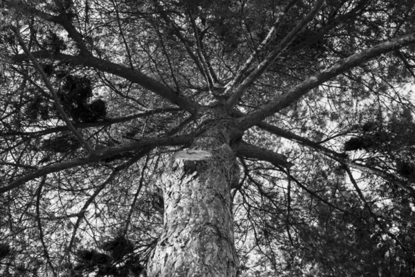 Baum Mit Blättern Tagesschuss — Stockfoto