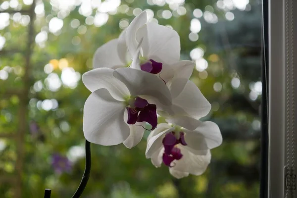 Hermosa Orquídea Flores Ner Ventana —  Fotos de Stock