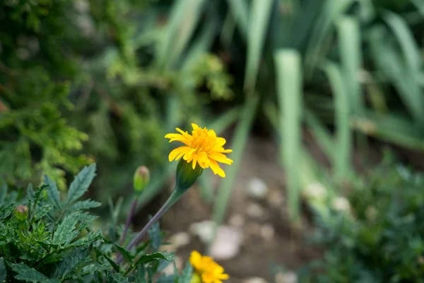 Farbe Blumen Nahaufnahme — Stockfoto