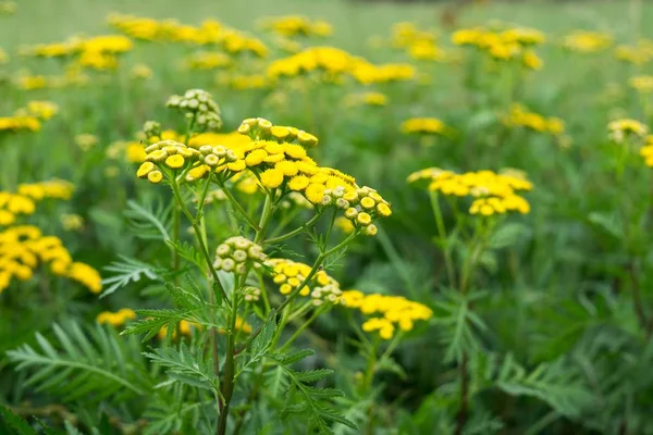 Beautiful Flowers Natural Background — Stock Photo, Image